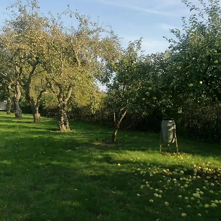 Nature Gem Near With 160-year-old Beech Haderslev