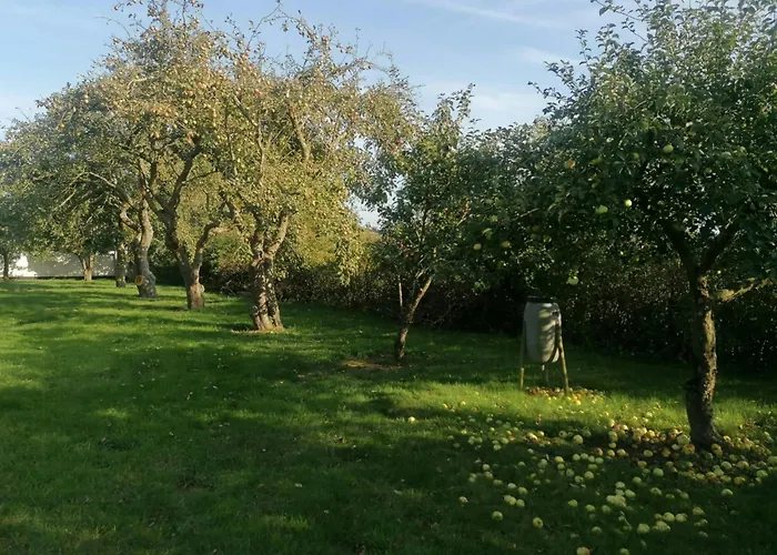 Nature Gem Near With 160-year-old Beech Haderslev